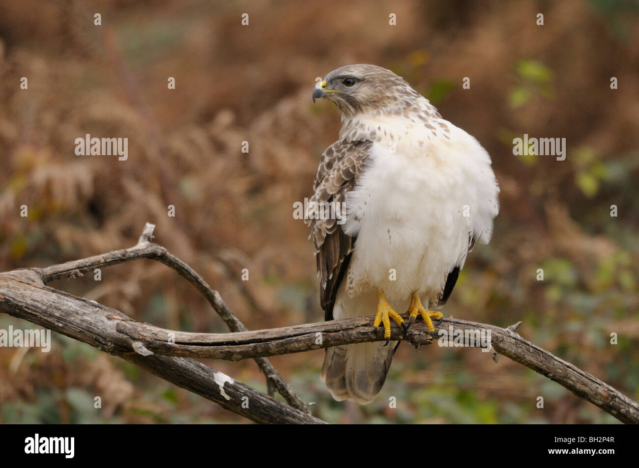 Buse variable Buteo buteo photographié en France Banque D'Images Buse variable Buteo buteo photographié en France Banque D'Images