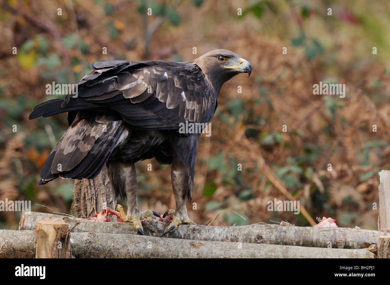 Aigle royal Aquila chrysaetos des profils photographiés en France Banque D'Images