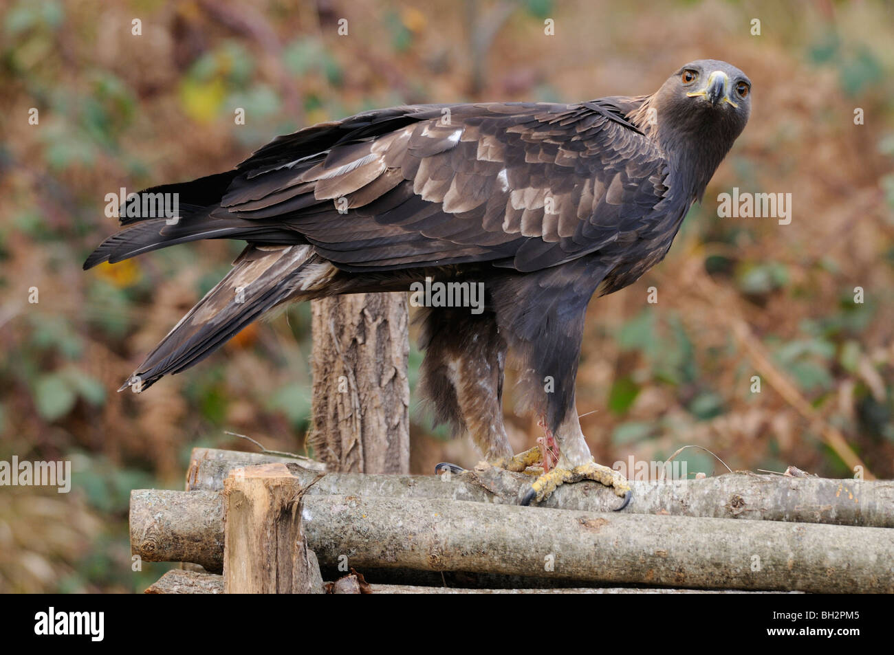 Aigle royal Aquila chrysaetos des profils photographiés en France Banque D'Images Aigle royal Aquila chrysaetos des profils photographiés en France Banque D'Images