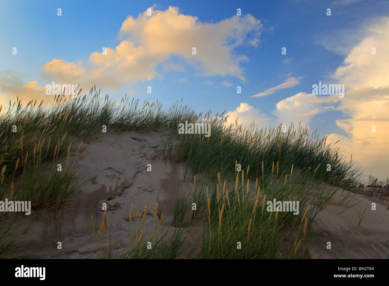 Raabjerg Mile est une migration entre les dunes côtières Skagen et Frederikshavn, Danemark. Banque D'Images