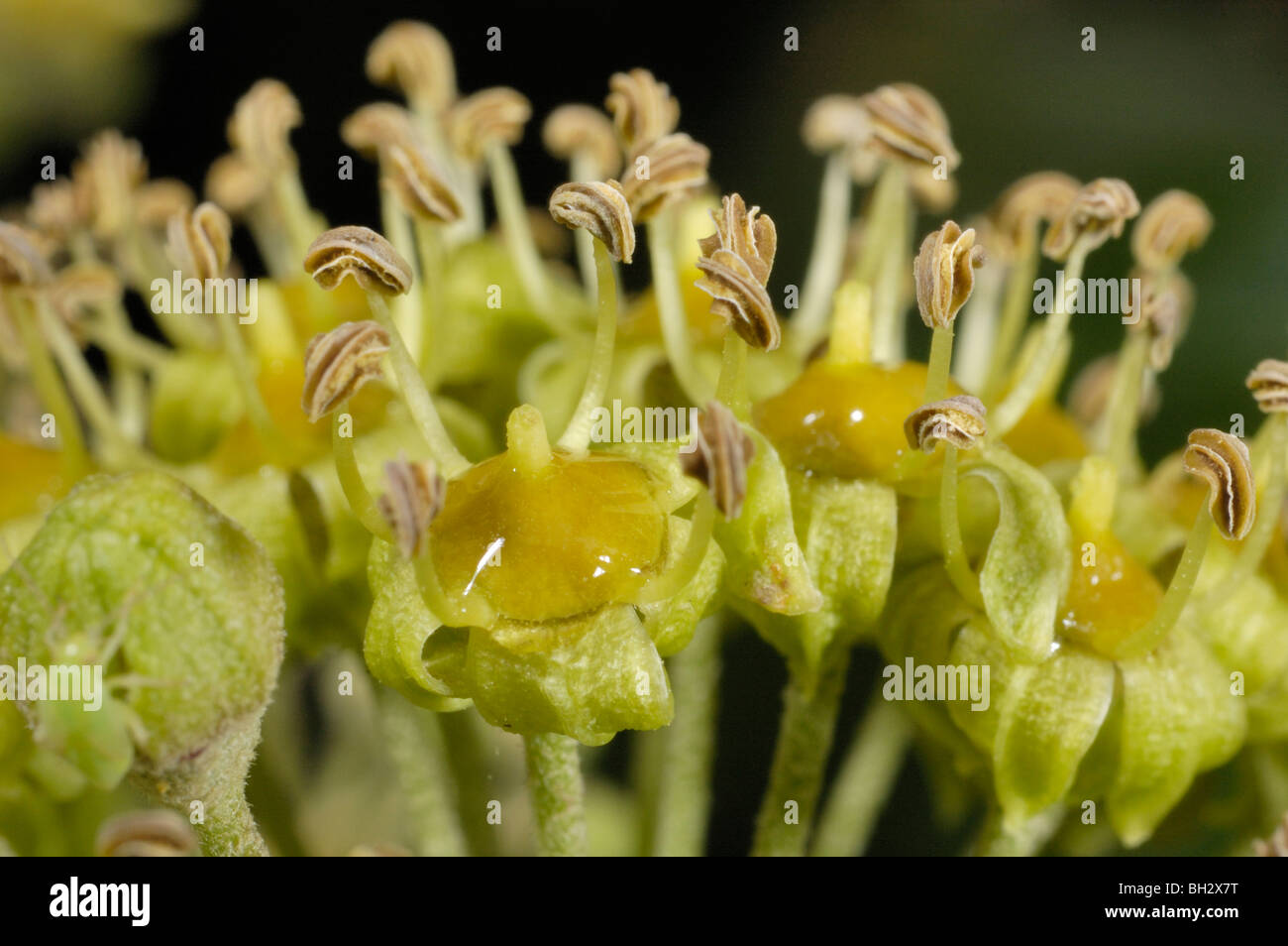 Lierre, Hedera helix, fleurs Banque D'Images