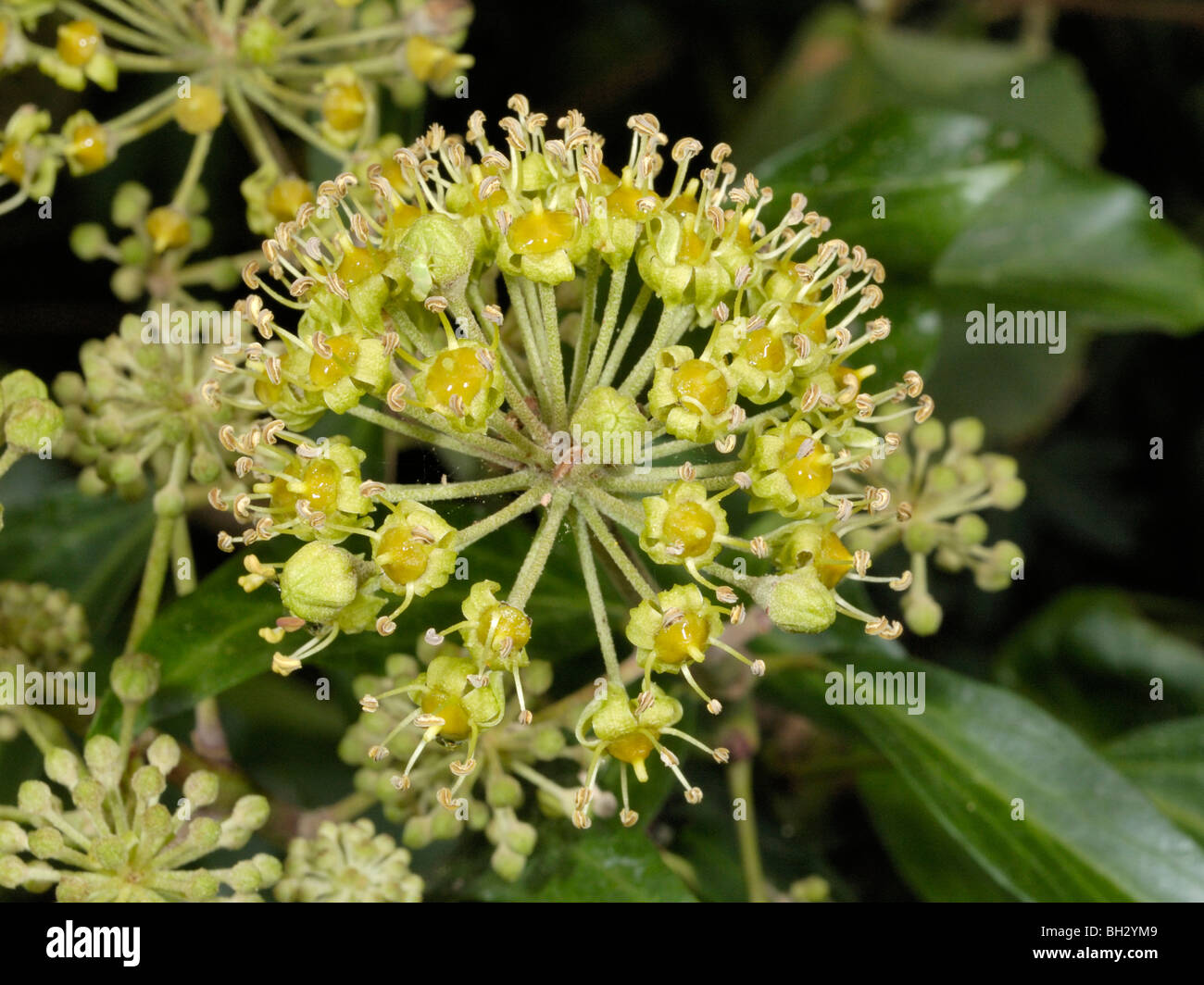 Lierre, Hedera helix Banque D'Images