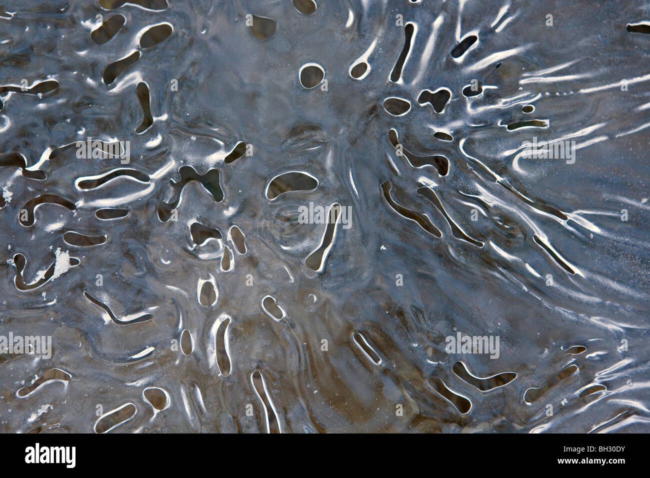 Ressorts couvertes de glace dans la vallée de Kazu zone protégée dans Priekulu district Lettonie Banque D'Images