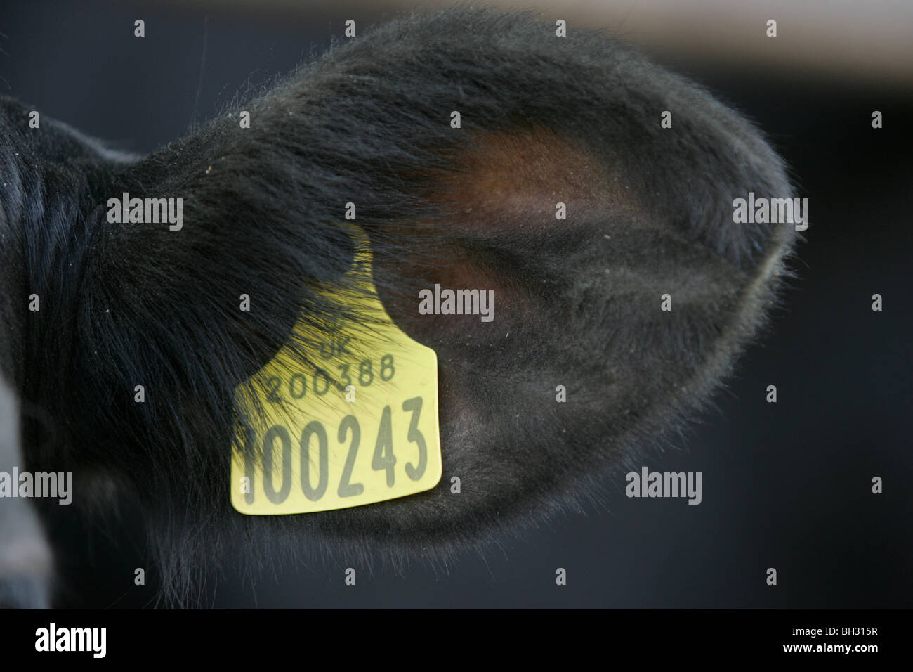 Dans une étiquette d'oreille oreille vaches Banque D'Images