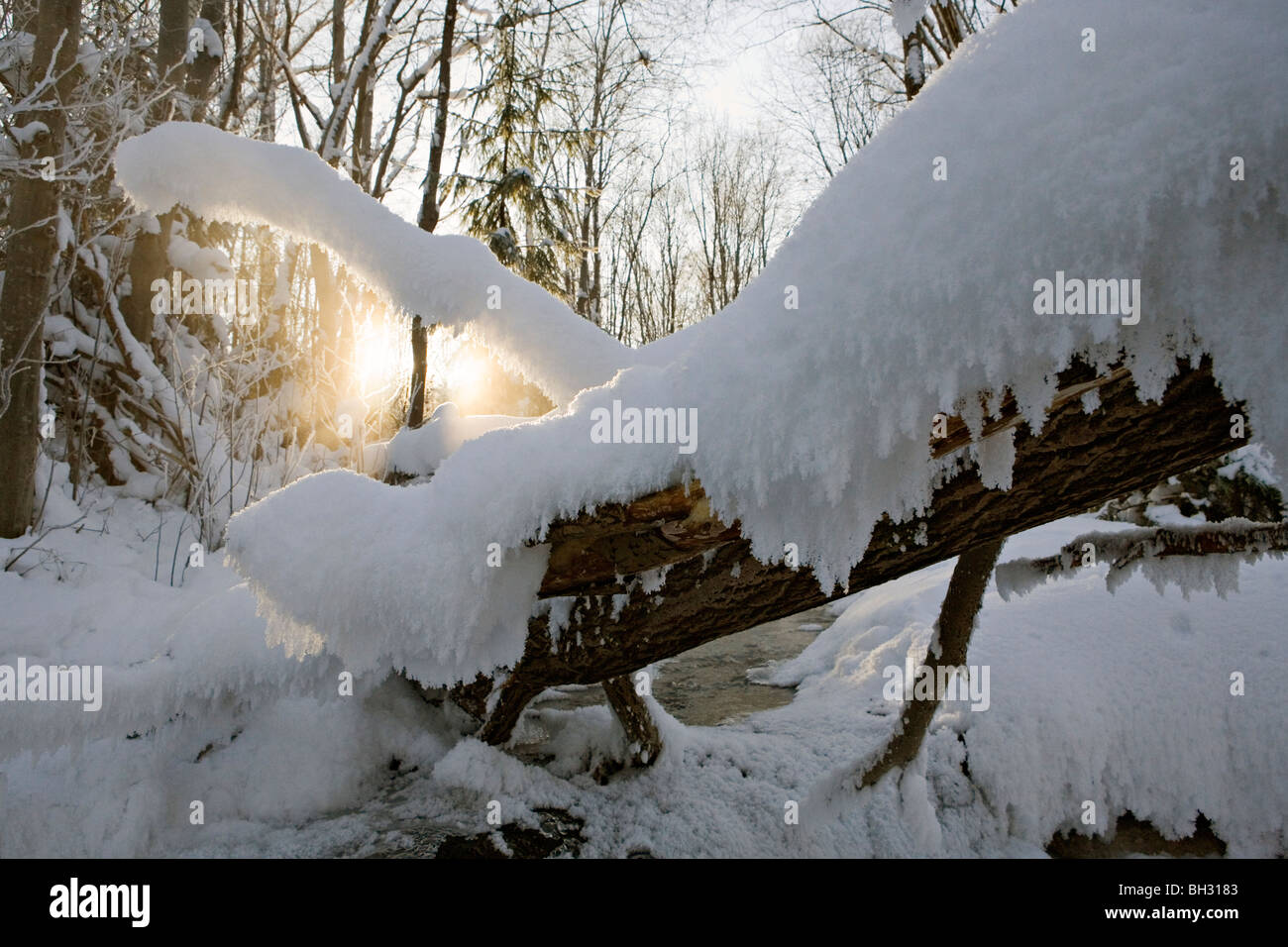 Scène Winterly de ressorts dans la vallée de Kazu zone protégée dans Priekulu district Lettonie Banque D'Images