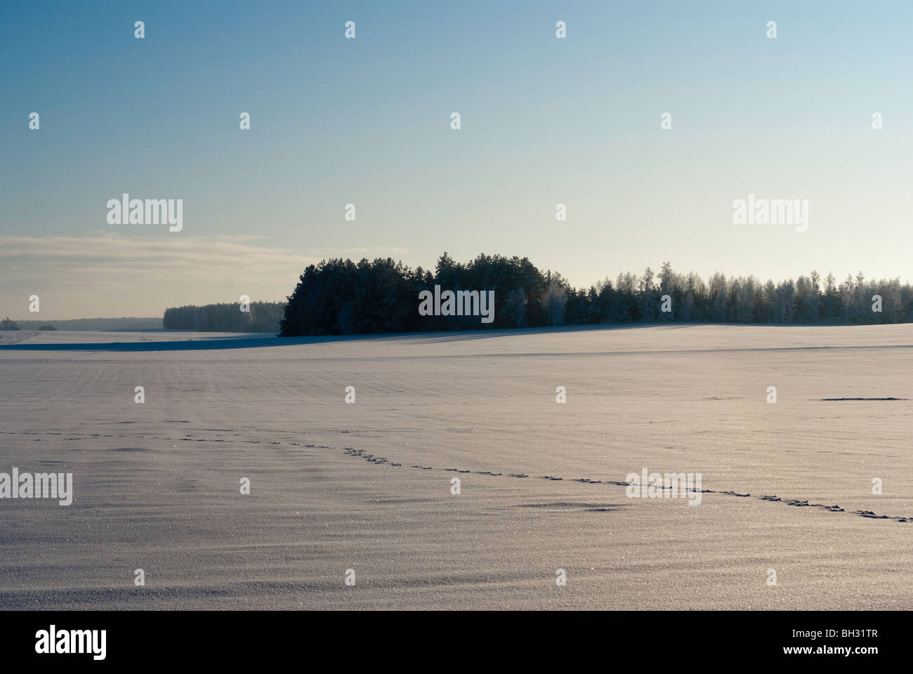 Prairies couvertes de neige en janvier dans le nord - est de la Pologne. Banque D'Images