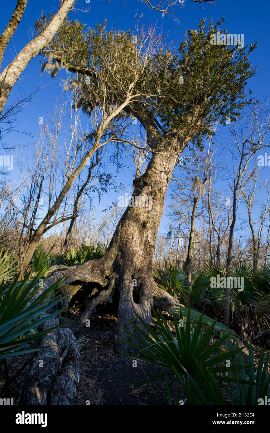 Live Oak et palmettes nain à Barataria Préserver, Marrero, Louisiana, Jean Lafitte National Park Banque D'Images