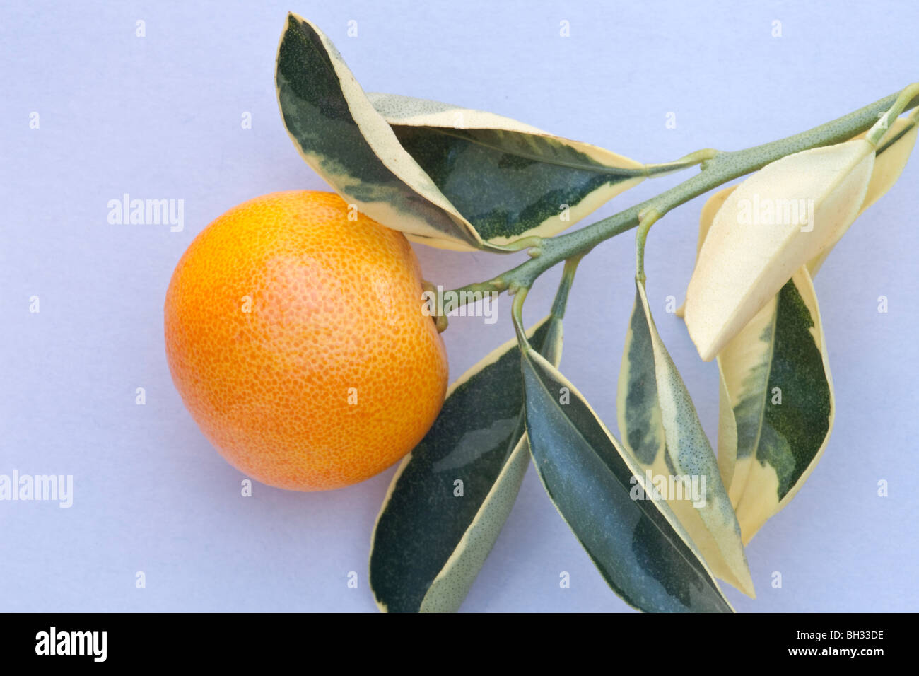 Citrus limon 'fruits Yuzu' Banque D'Images