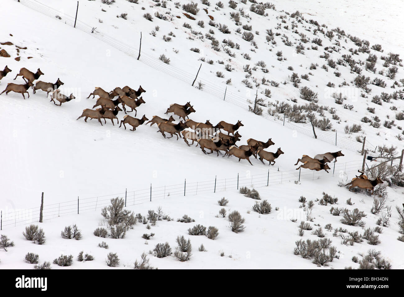 Troupeau de wapitis s'exécutant sur une montagne et les armoises dans centre de l'Utah pendant l'hiver. Clôture de saut et tombe dans le plomb. Banque D'Images