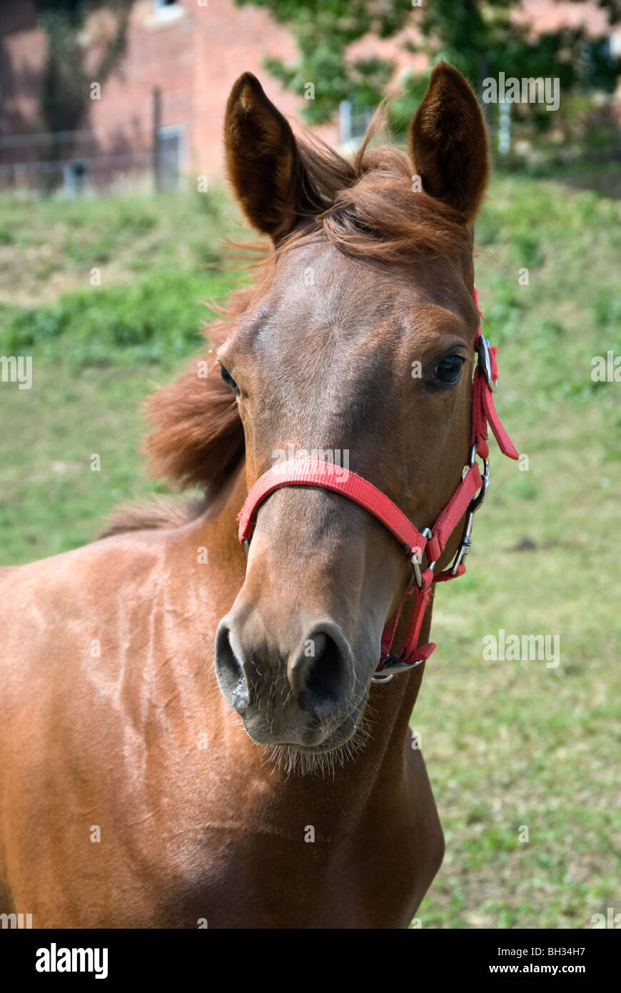 Stock Photo D Un Cheval Yearling Chataigne Avec Le Vent Dans Sa Criniere Photo Stock Alamy