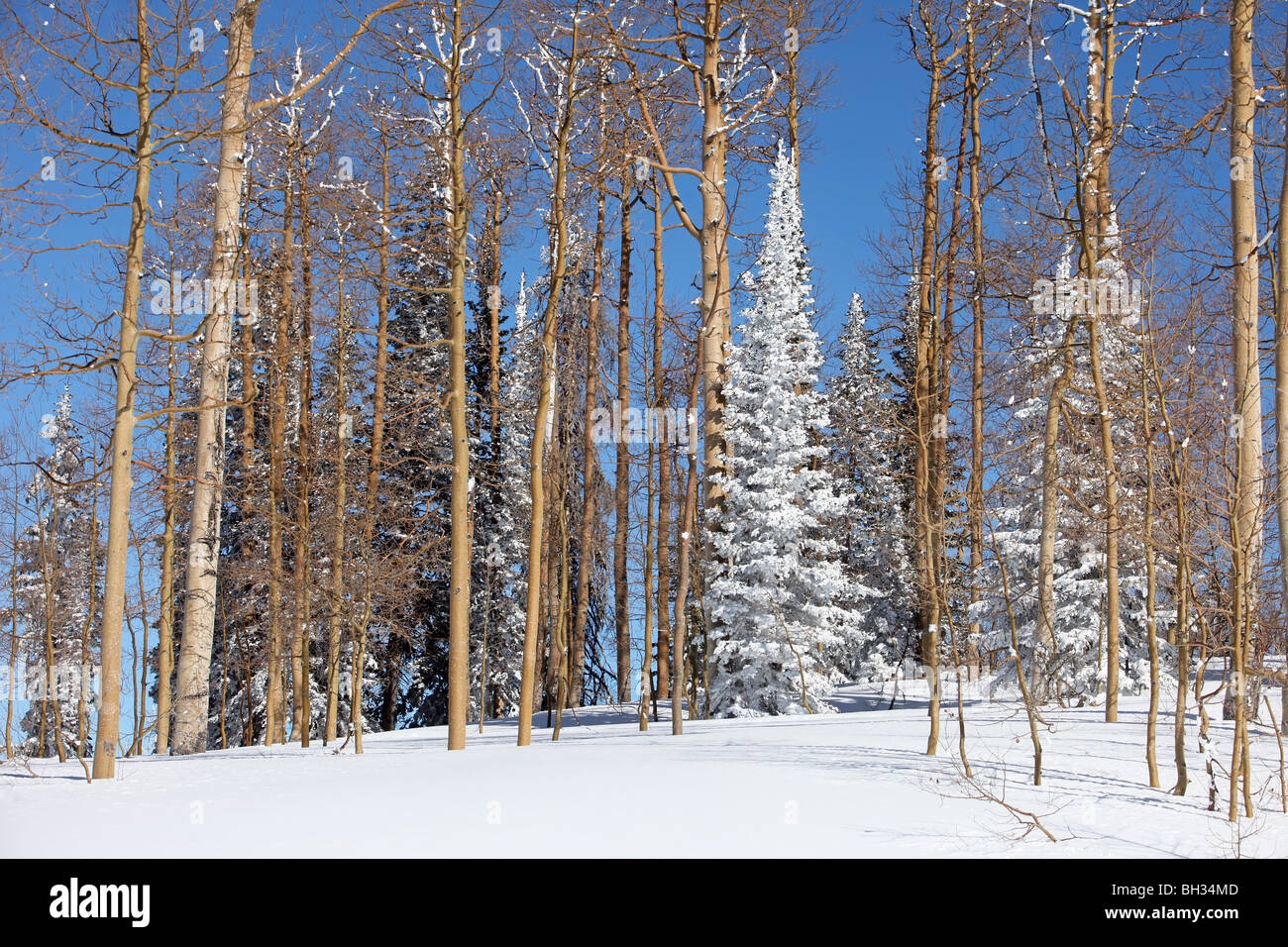 Féerie d'hiver dans les hautes montagnes du centre de l'Utah. Aspen couvertes de neige et de pins. Forêt, ciel bleu neige blanche. Banque D'Images