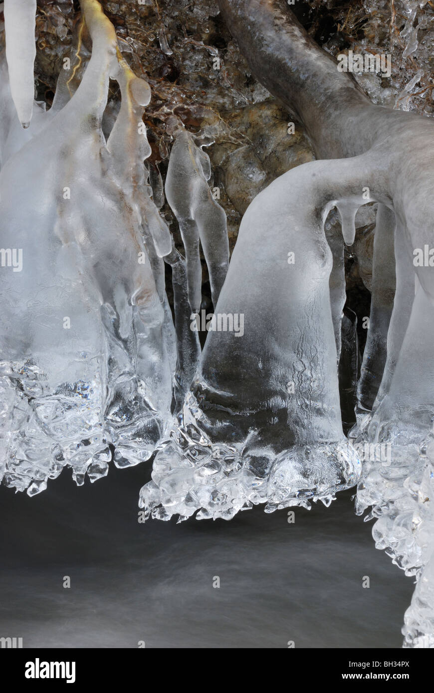 Formations de glace naturelles sur les racines de la rive de la rivière, Pays de Galles, Royaume-Uni. Banque D'Images