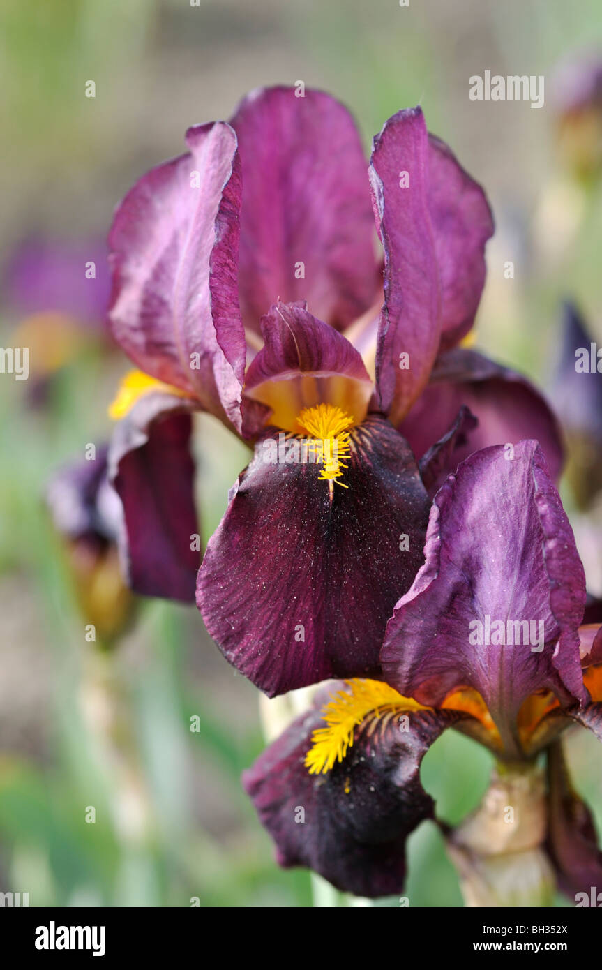 Tall bearded iris (IRIS barbata elatior 'ruby Glow') Banque D'Images