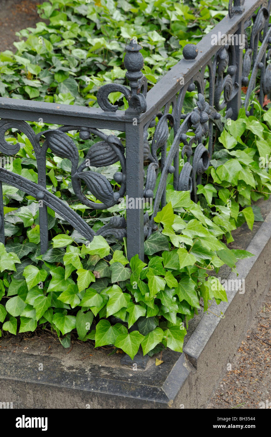 Lierre (Hedera helix) avec la fonte frontière grave Banque D'Images