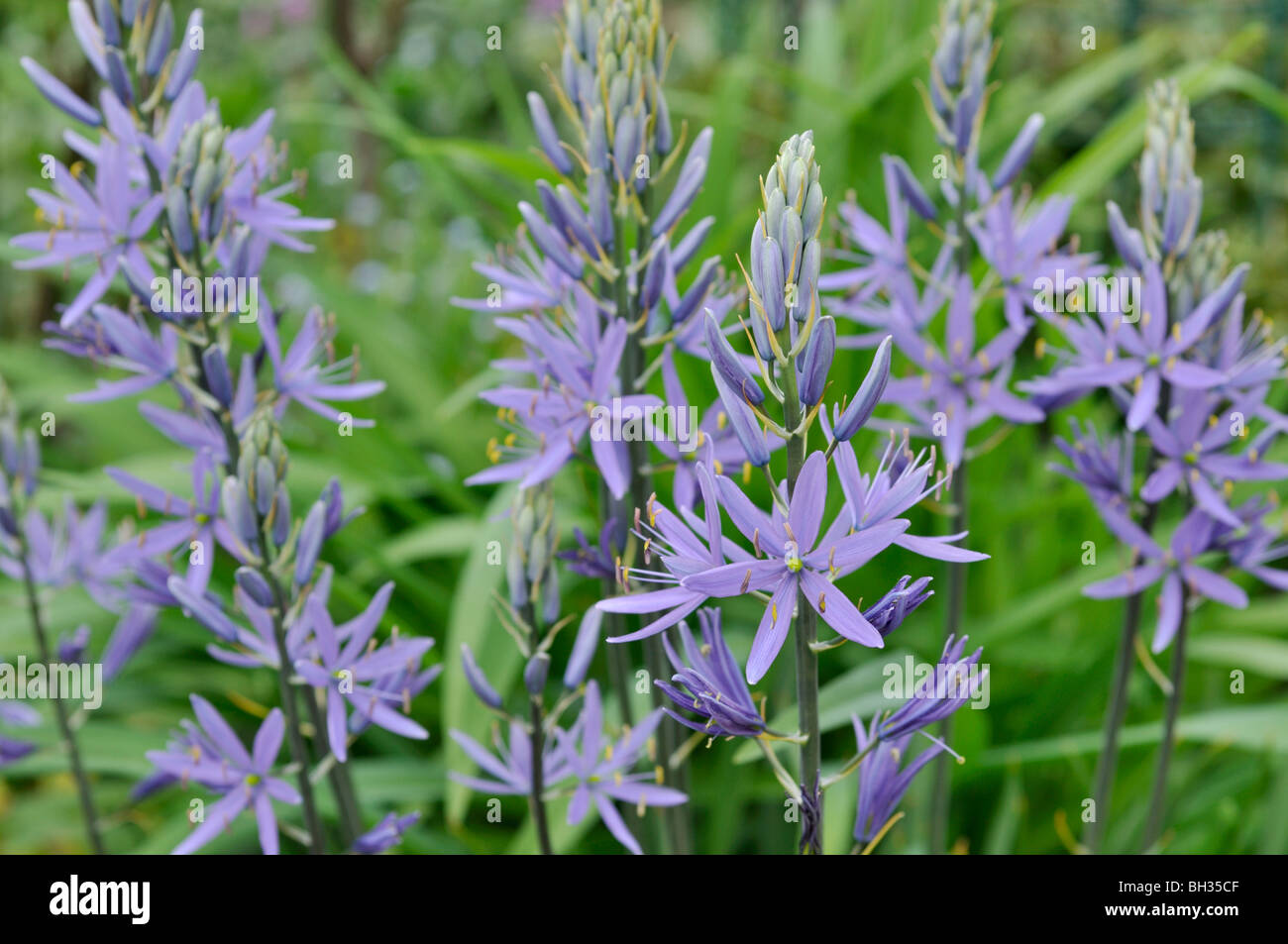 Large camas (Camassia leichtlinii) Banque D'Images