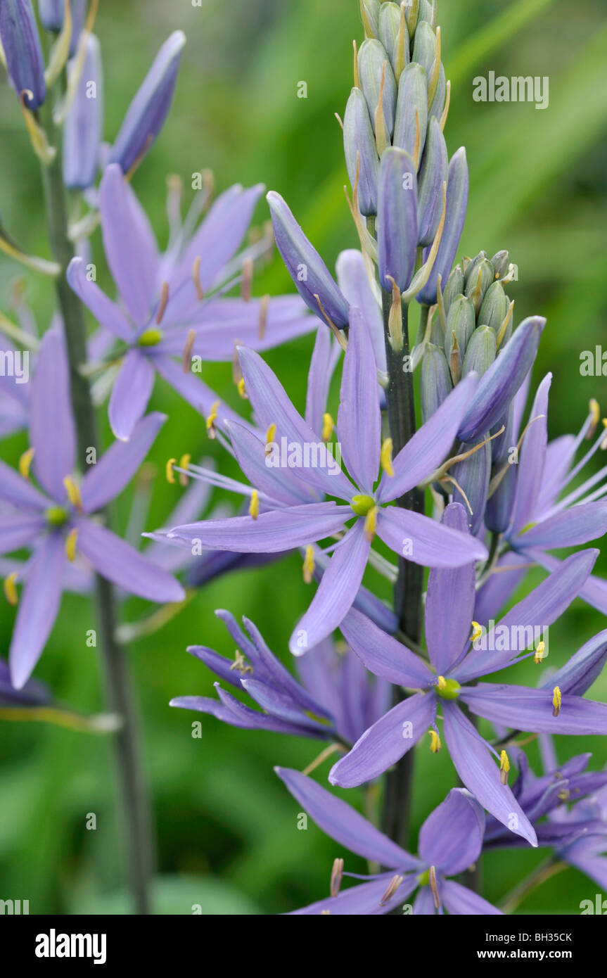 Large camas (Camassia leichtlinii) Banque D'Images