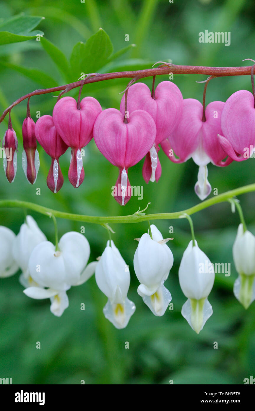 Bleeding Heart (lamprocapnos spectabilis syn. Dicentra spectabilis et lamprocapnos spectabilis 'Alba' syn. Dicentra spectabilis 'Alba') Banque D'Images