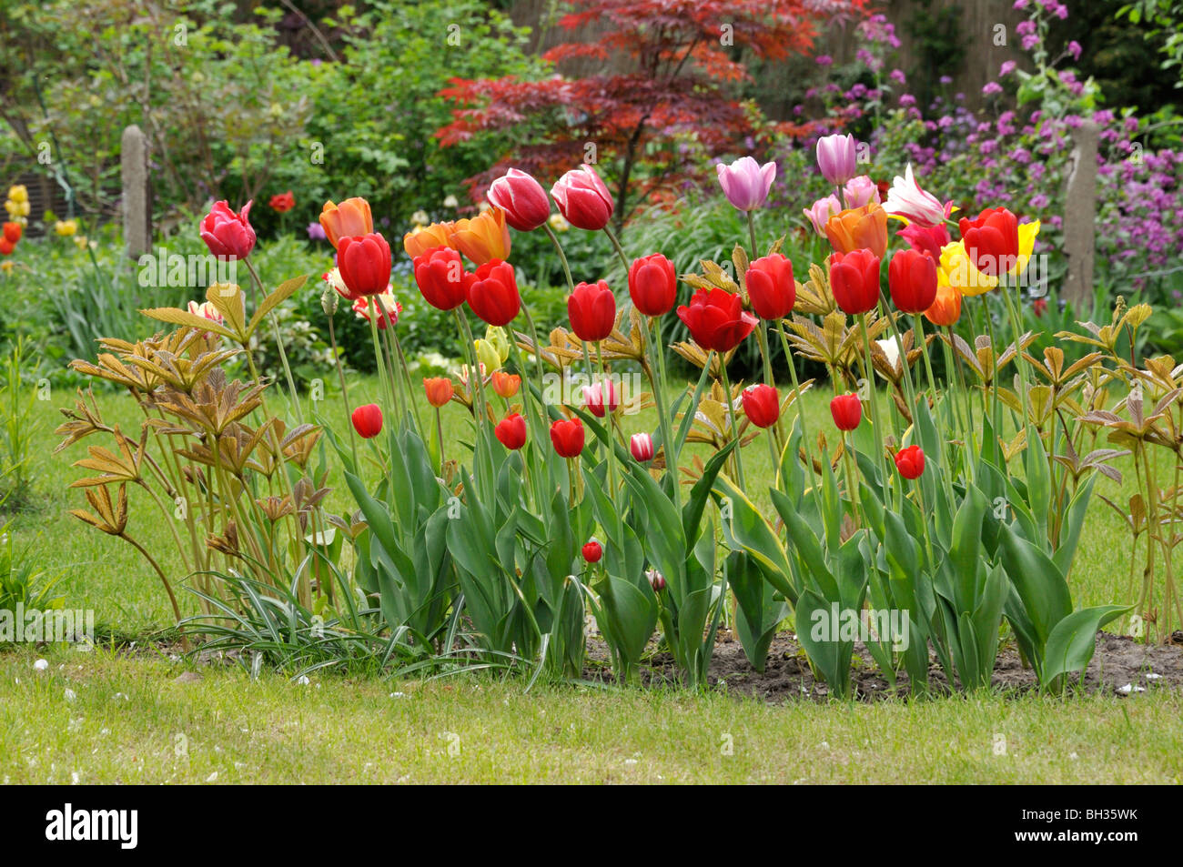 Les tulipes (tulipa) et rodgersia Banque D'Images