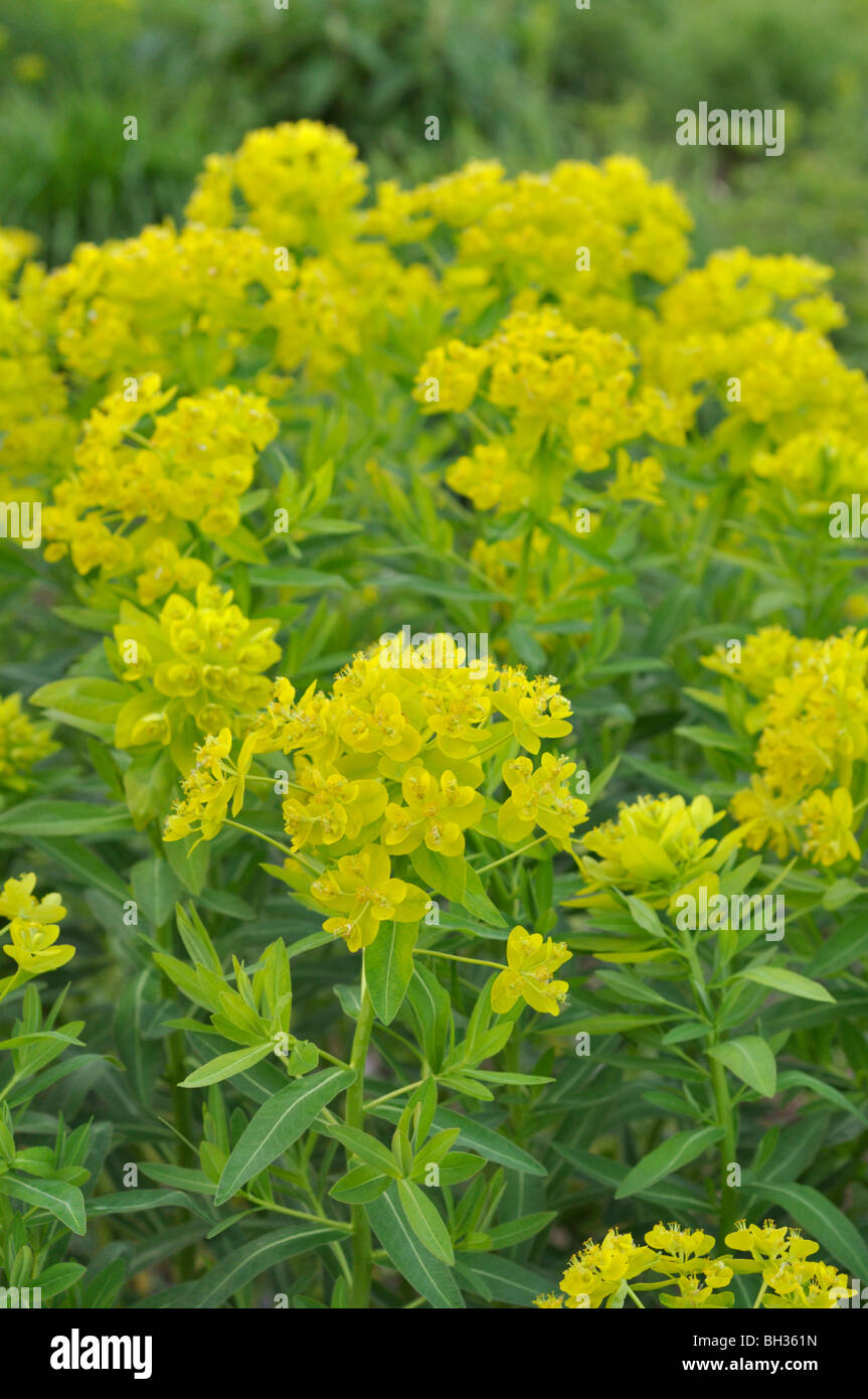 L'euphorbe des marais (euphorbia palustris) Banque D'Images