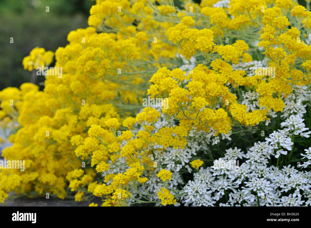 Golden alyssum (Aurinia saxatilis syn. alyssum saxatile) et evergreen candytuft (Iberis sempervirens) Banque D'Images