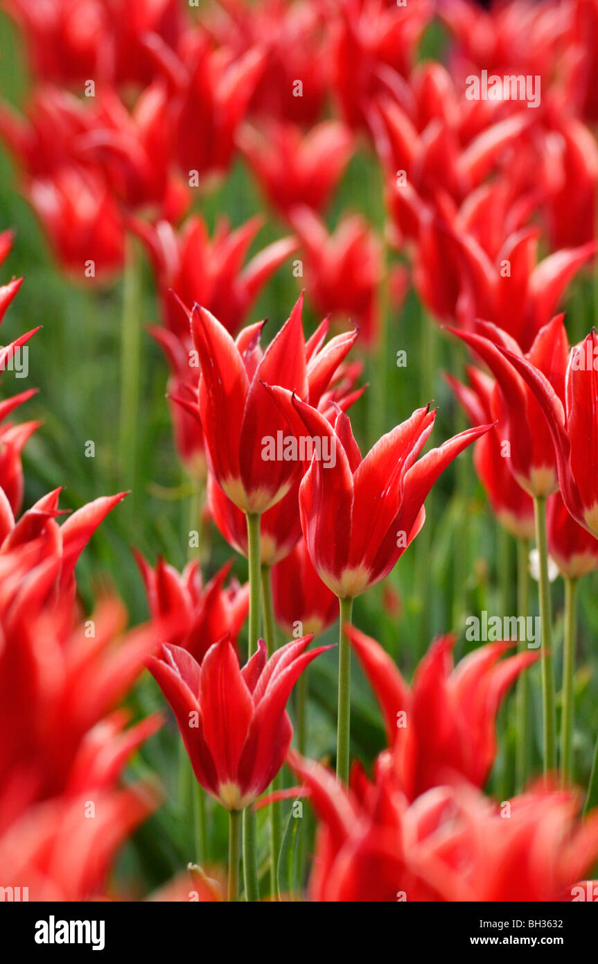 Lily-flowered tulip (tulipa) Aladdin Banque D'Images