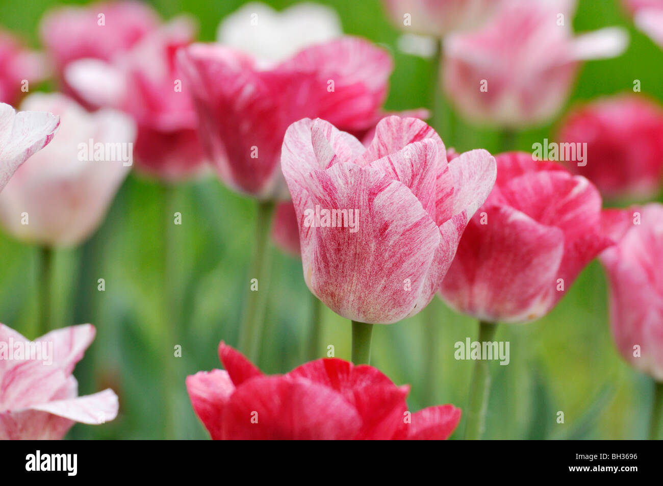 Triumph tulip (tulipa) dans l'hémisphère occidental Banque D'Images