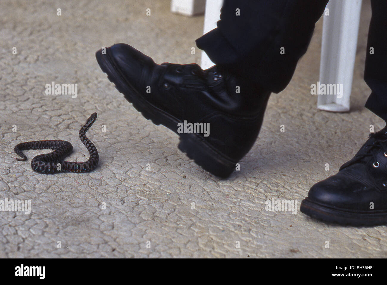 Avec UNE CHAUSSURE DE PROTECTION CONTRE UNE VIPÈRE (serpent venimeux) SUR  LA TERRASSE D'UNE MAISON, FRANCE Photo Stock - Alamy