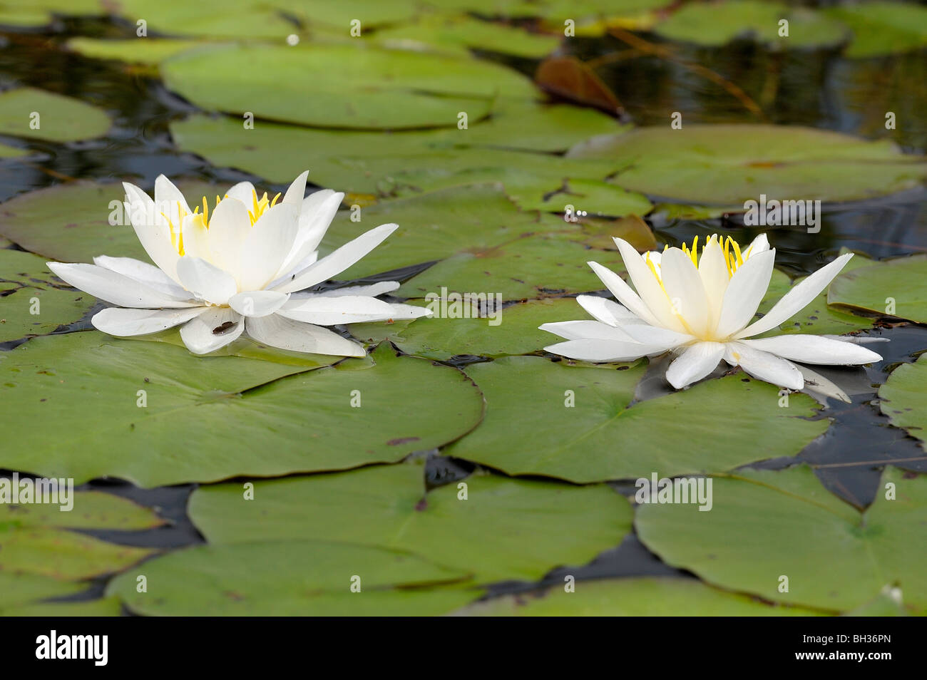 Nymphée odorante (Nymphaea odorata), Cartier, Ontario, Canada Banque D'Images