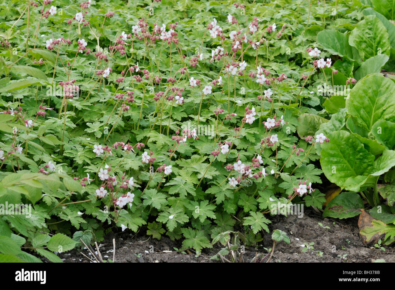 Géranium sanguin (geranium macrorrhizum bigroot 'spessart') Banque D'Images