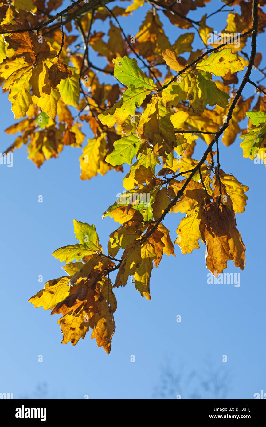 Le chêne Quercus canariensis Mirbeck en décembre dans le Yorkshire - UK Banque D'Images