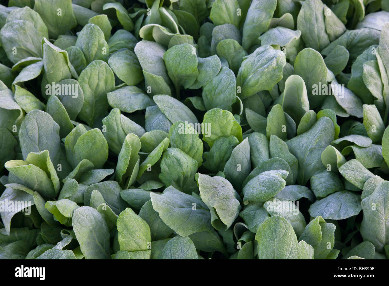 Bébé Épinards épinards ''Scroissant des pinacia oleracea' . Banque D'Images