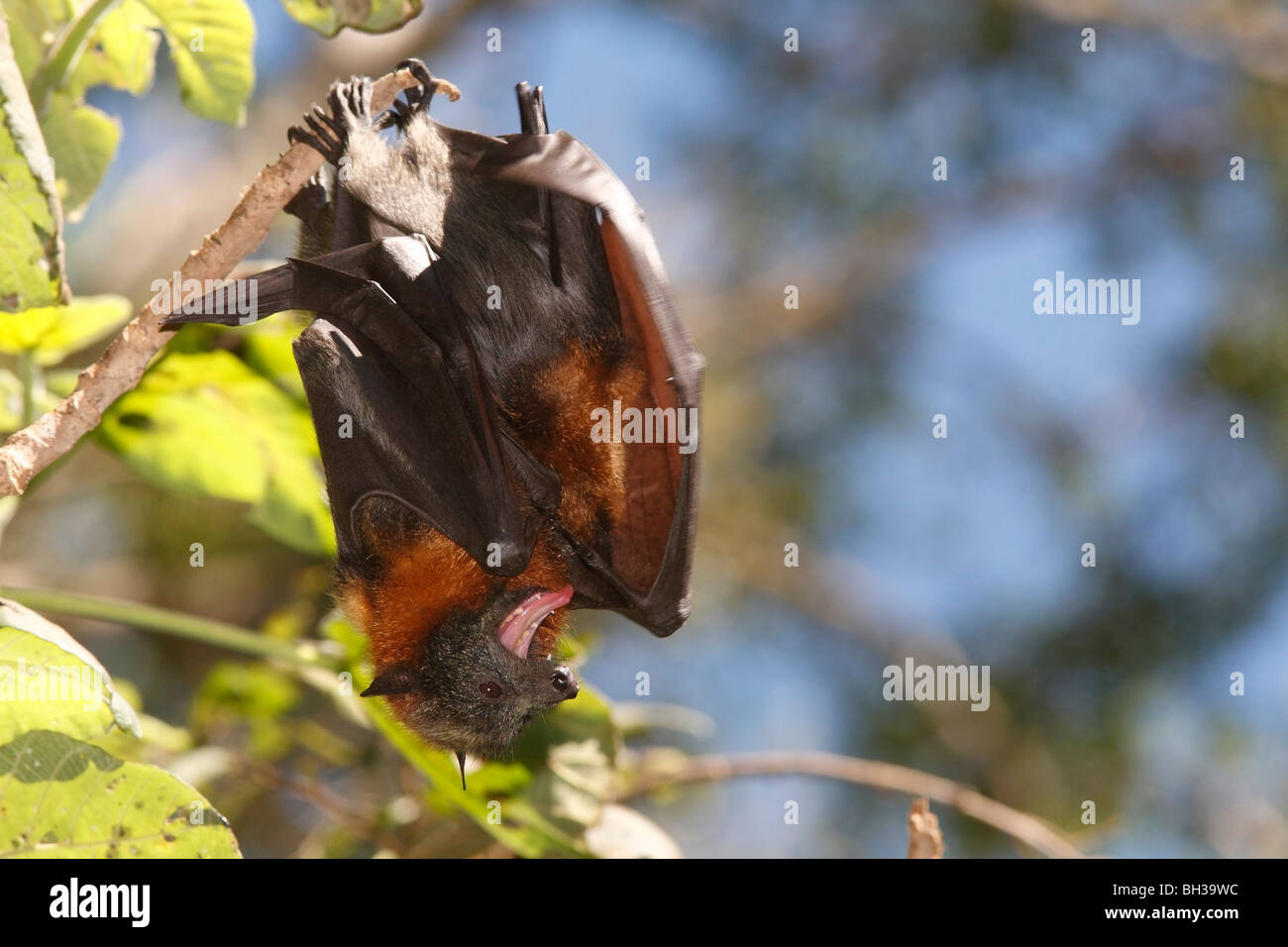 Deux Des Chauves Souris Gris Dirige Les Roussettes En Silhouette Noir Et Blanc Suspendu A Un Arbre Photo Stock Alamy