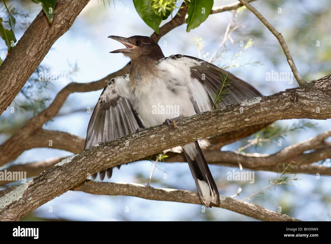 Pied pour mineurs, ou Noir dirigé Butcherbird, Cracticus nigrogularis, avec des ailes ouvertes, appelant à des aliments provenant d'un parent. Banque D'Images