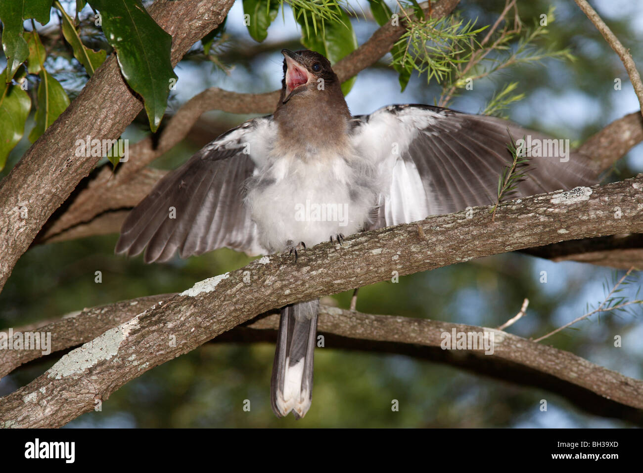 Pied Butcherbird juvénile, ou Noir dirigé Butcherbird, Cracticus nigrogularis, avec des ailes ouvertes, appelant à des aliments provenant d'un parent. Banque D'Images