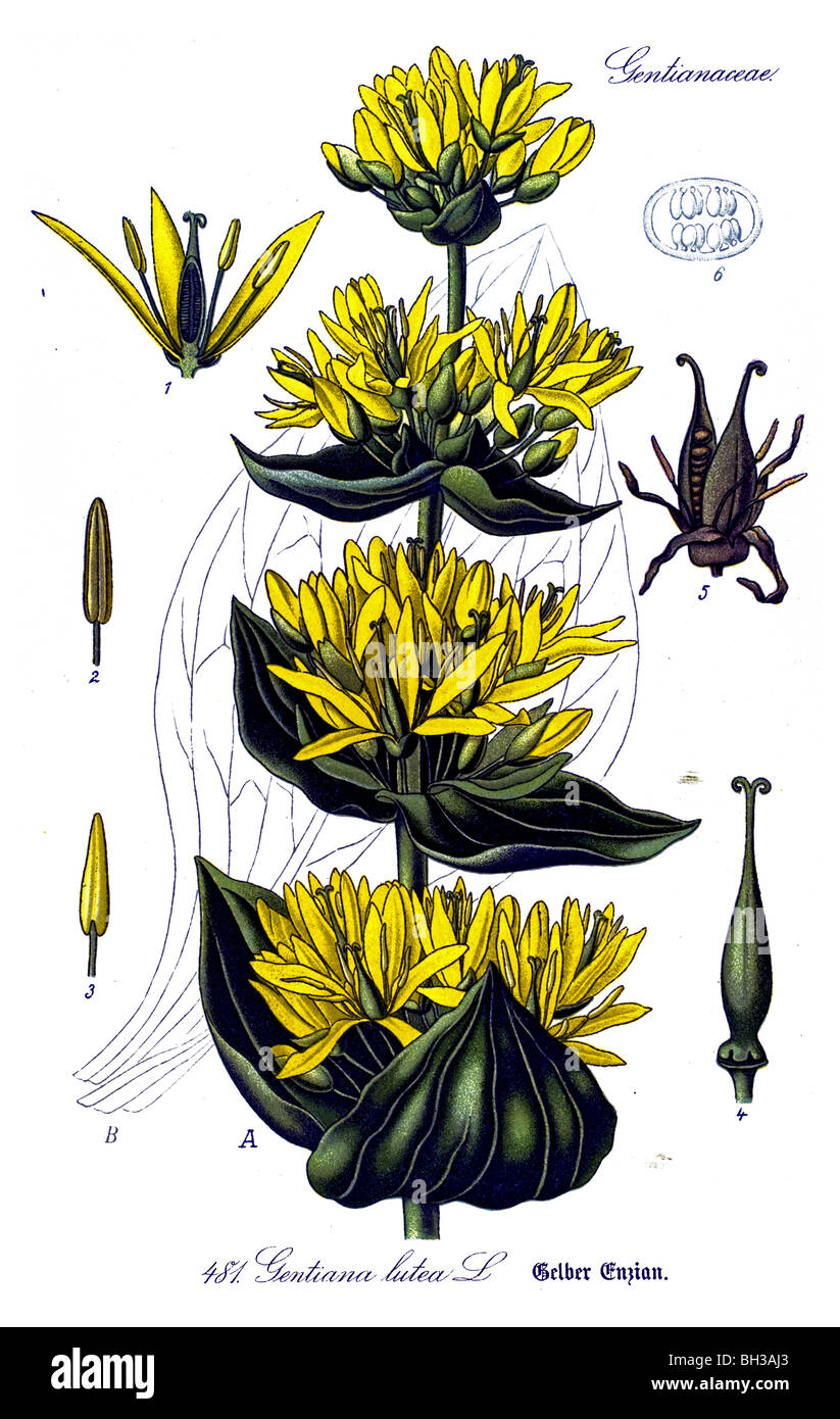 Grande Gentiane jaune, la Gentiane jaune, Bitter Root, Bitterwort, Centiyane, Genciana, plante, plantes Banque D'Images