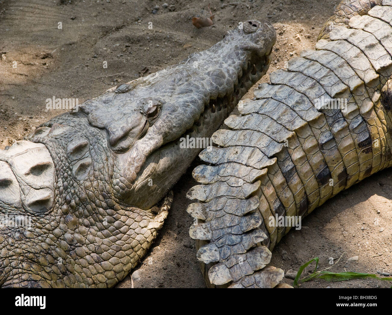 Caiman Caiman latirostris (). Banque D'Images