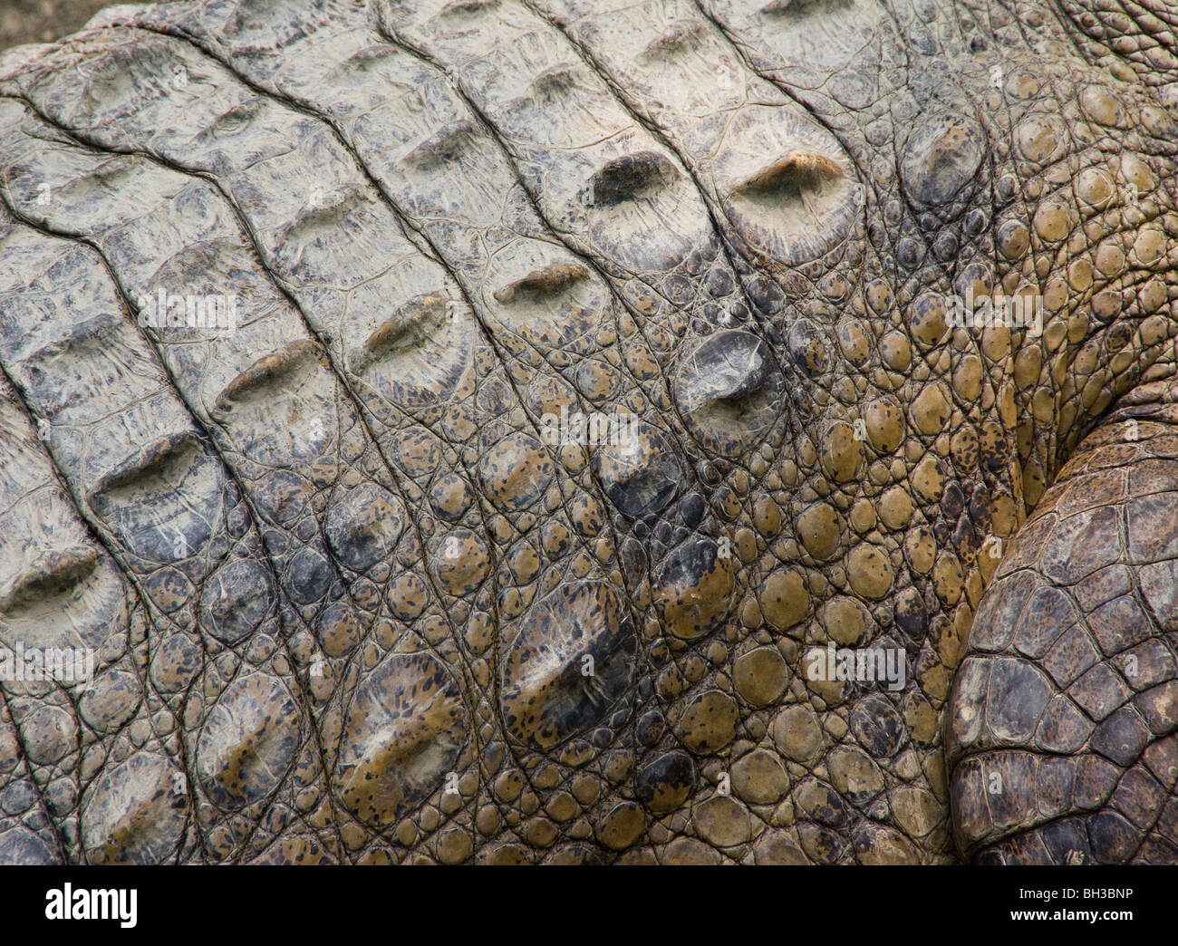 Caiman Caiman latirostris (). Banque D'Images