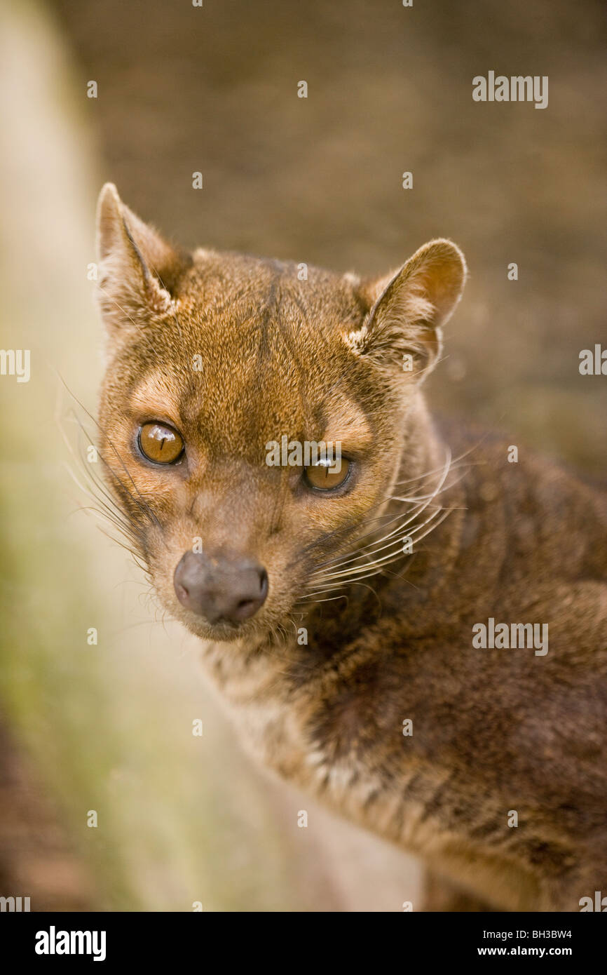 Mamiferos de madagascar Banque de photographies et d’images à haute résolution Alamy