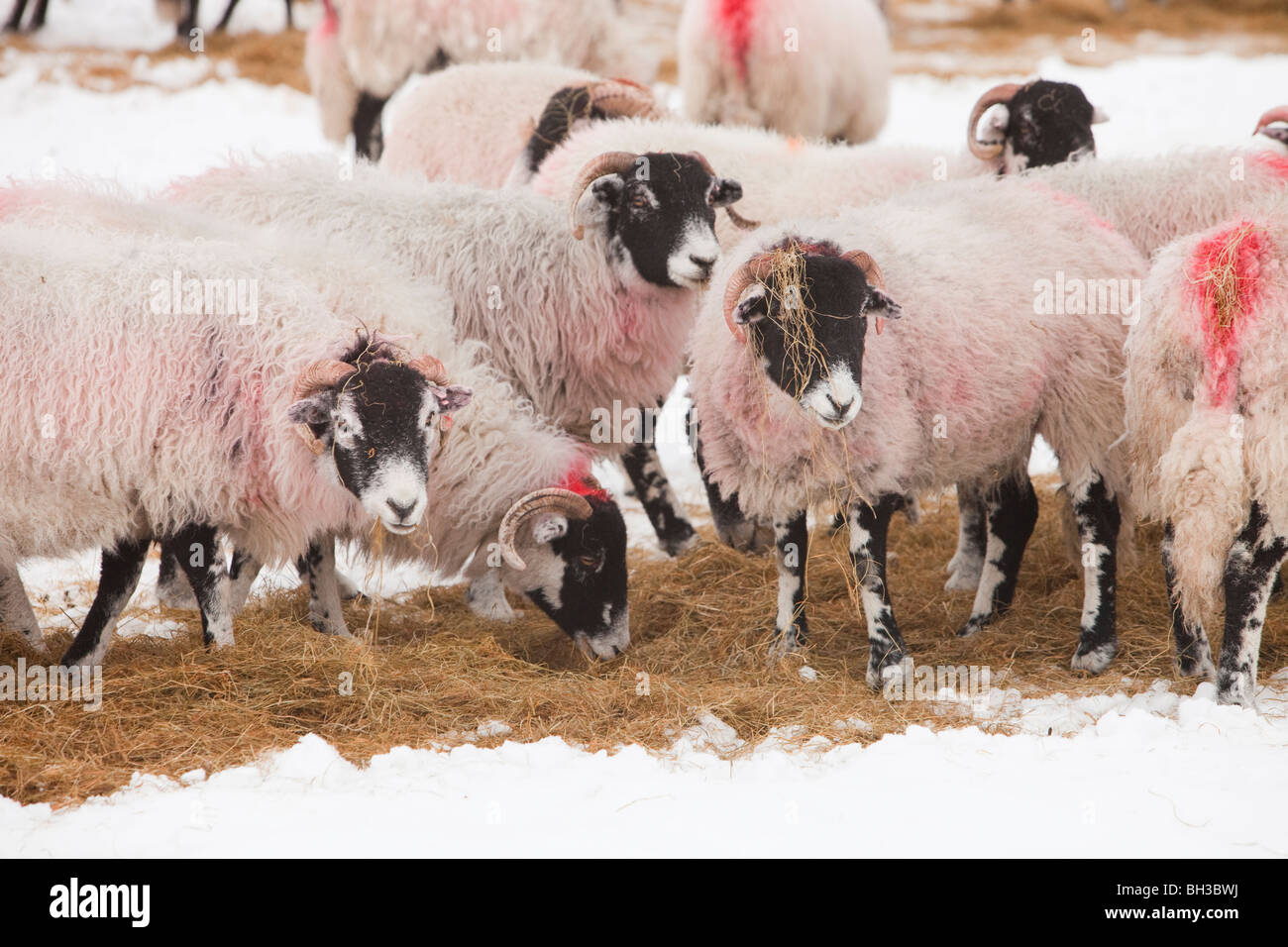Les moutons se nourrissent de foin dans les motifs de Rydal domaine près de Ambleside, Lake District, UK. Banque D'Images