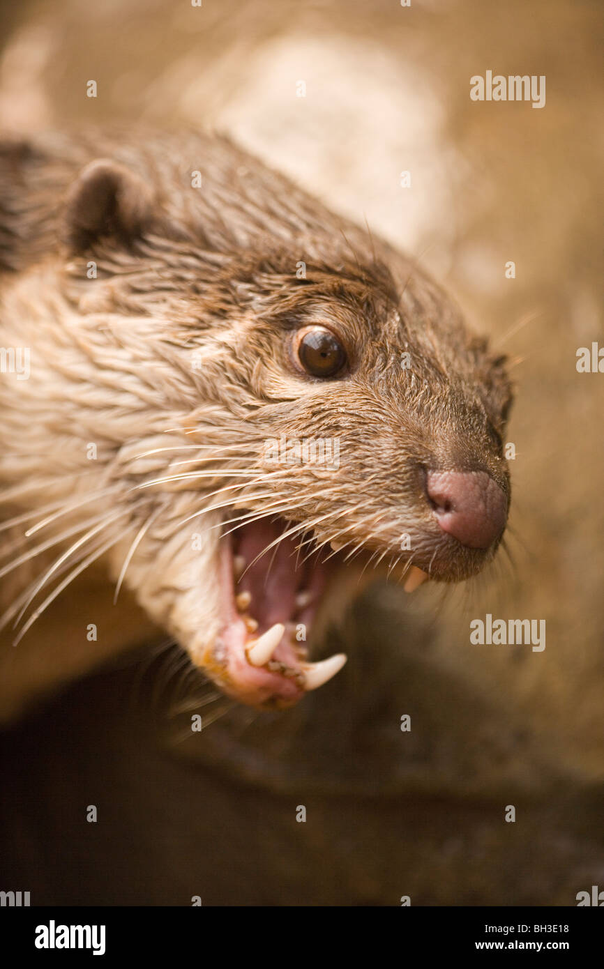 Bon, la loutre (Cerdocyon perspicillata). Originaire du sud et du Sud-Est, l'Iraq. Plus grandes espèces de loutres d'Asie. Vulnérables. Banque D'Images