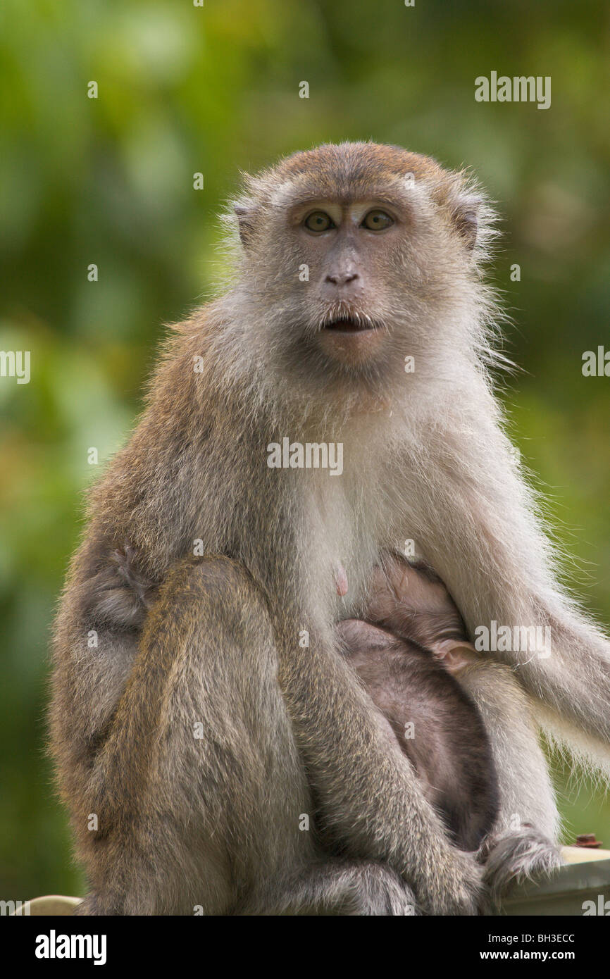 Crabe ou à longue queue-manger le macaque, Macaca fascicularis, Bako, Sarawak, Bornéo, Malaisie Banque D'Images