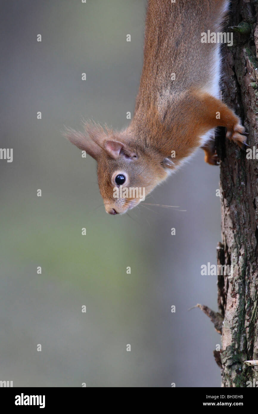 Écureuil rouge sur l'affût. Strathspey, Ecosse Banque D'Images