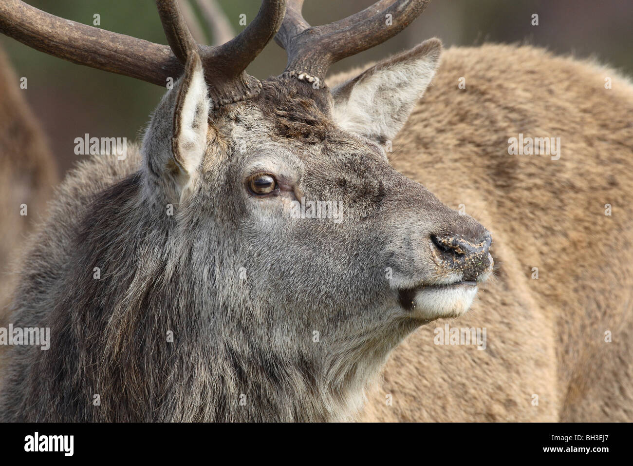 Red Deer stag. Strathspey, Ecosse Banque D'Images