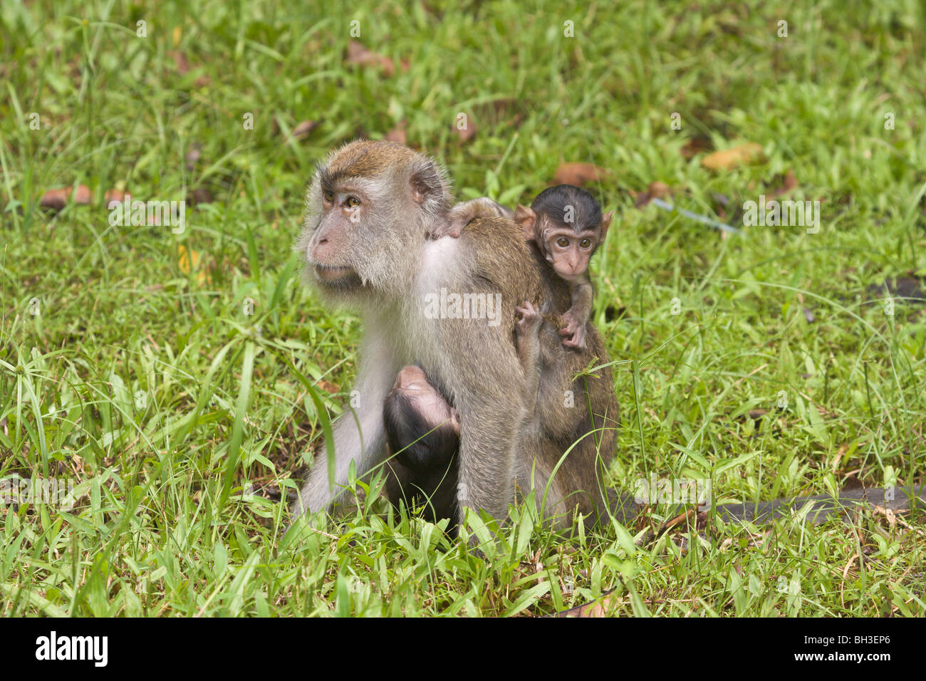 Crabe ou à longue queue-manger le macaque, Macaca fascicularis, Bako, Sarawak, Bornéo, Malaisie Banque D'Images