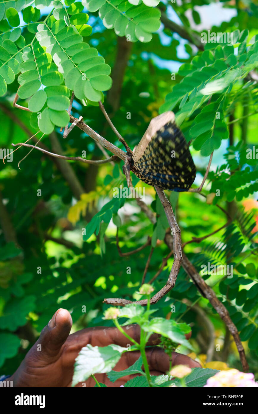 Insectes Afrique Kouma Konda Phasme Togo Banque D'Images