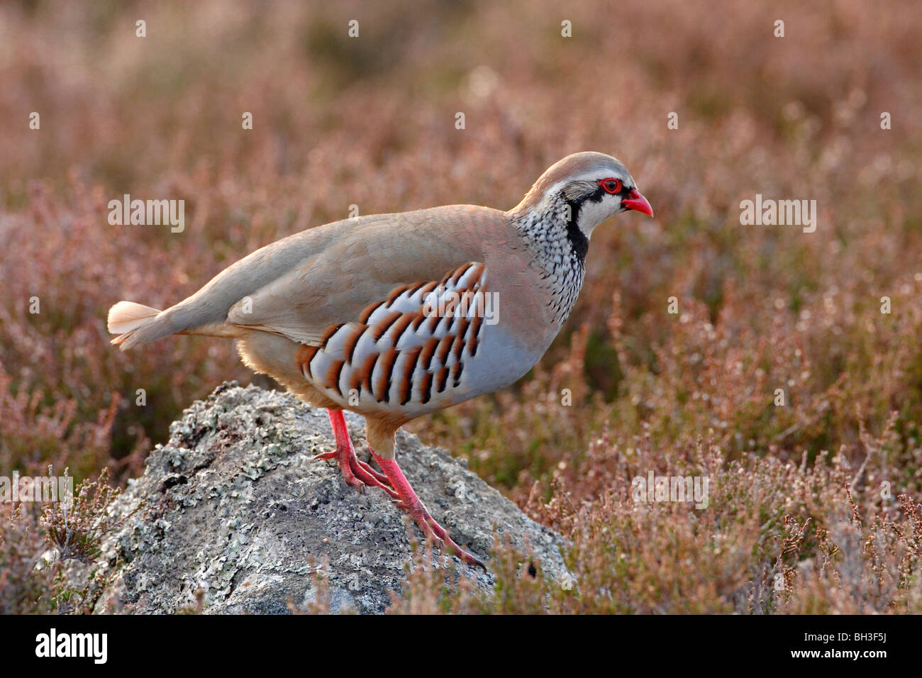 La perdrix, à pattes rouges Alectoris rufa au printemps. L'Aberdeenshire, Ecosse Banque D'Images