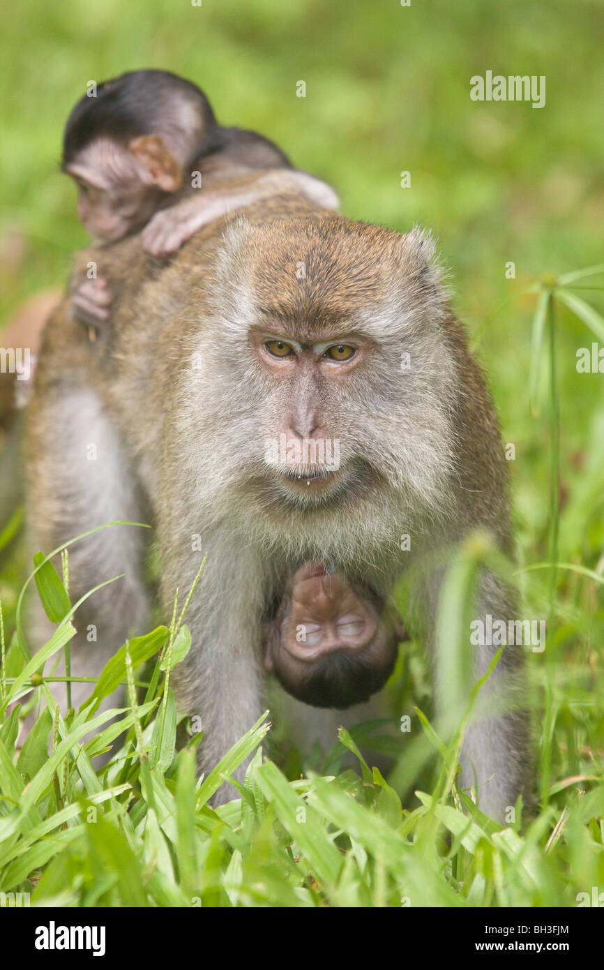 Crabe ou à longue queue-manger le macaque, Macaca fascicularis, Bako, Sarawak, Bornéo, Malaisie Banque D'Images