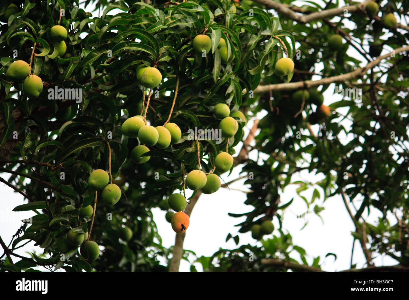 Afrique nourriture frais Fruits Kouma Konda Togo Banque D'Images