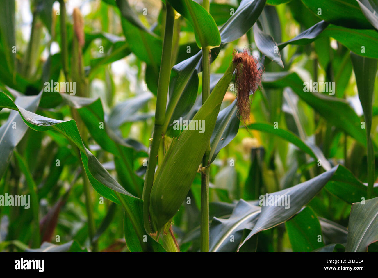 Grains de maïs de l'Afrique haricots Noix Kouma Konda Togo Banque D'Images