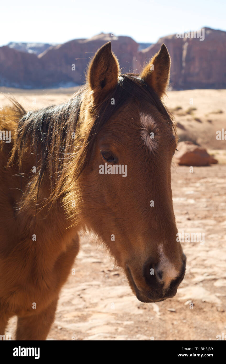 Cheval avec monument valley dans l'arrière-plan Banque D'Images